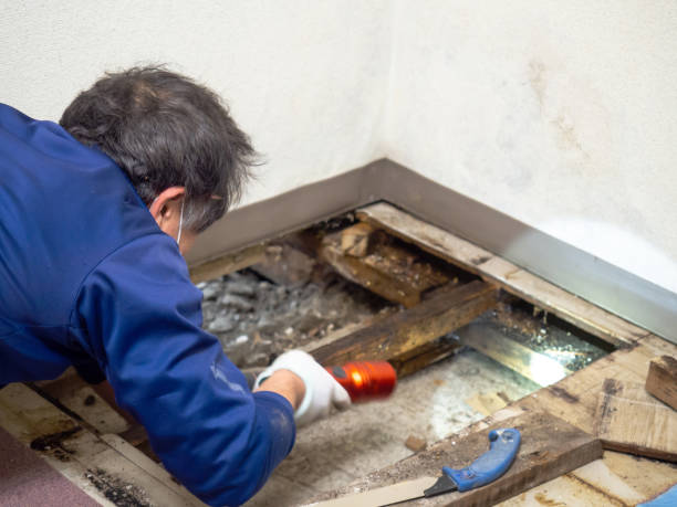 Best Insurance-Related Mold Remediation in Belmont, WI