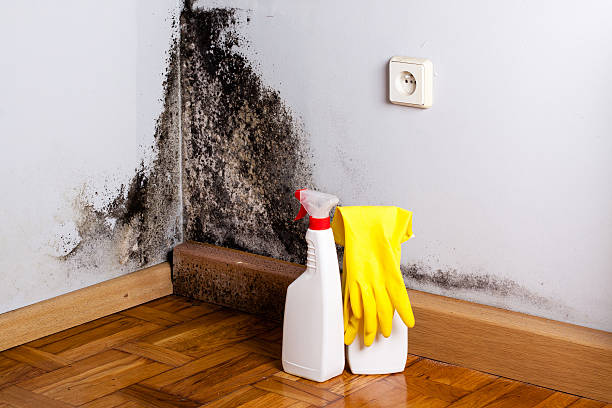Best Residential Mold Remediation in Belmont, WI